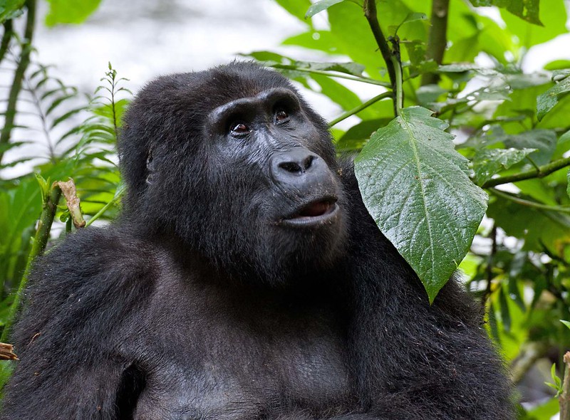 Best Places to Visit in Uganda