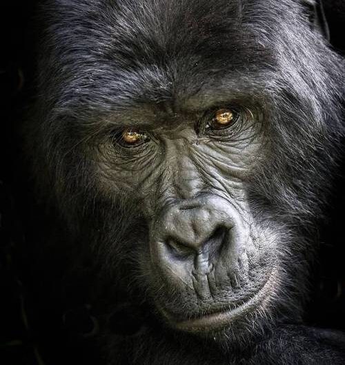Bwindi Travellers Motel Uganda