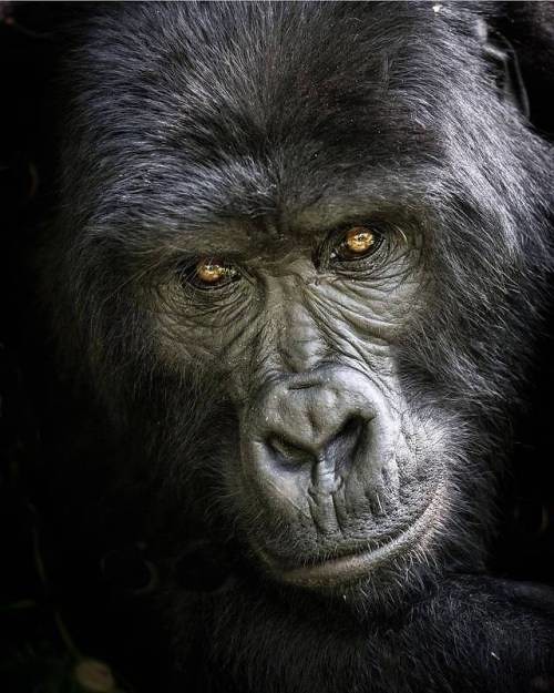 Bwindi Travellers Motel Uganda