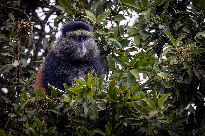 Gorilla Trekking in Uganda & Rwanda, Bwindi Forest, Gorilla Safari Tours