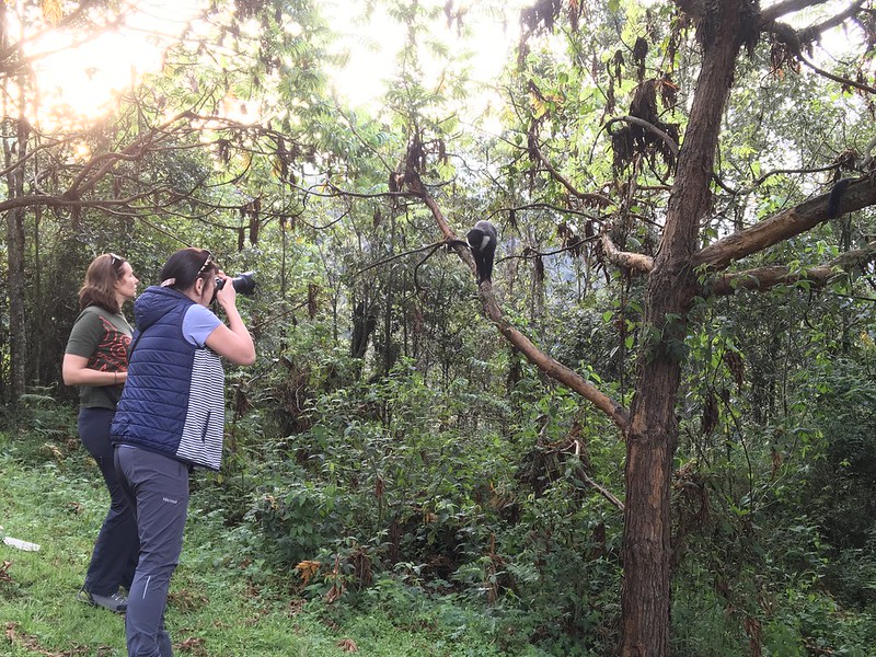 Nyungwe Forest National Park Rwanda ,Canopy Walk & Primates