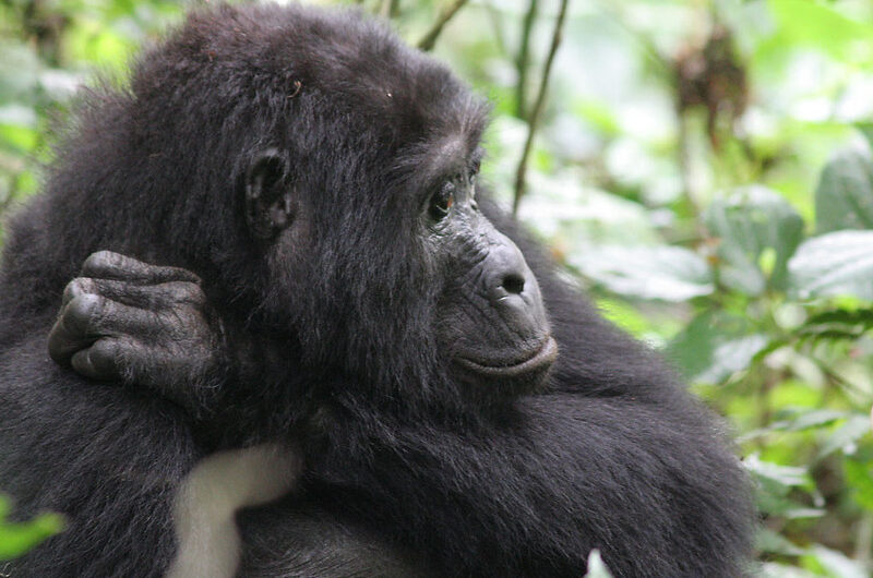 Uganda Gorilla Tours